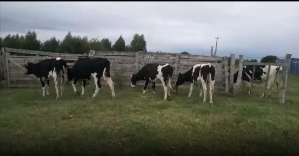 Lote 4 Terneras en San José