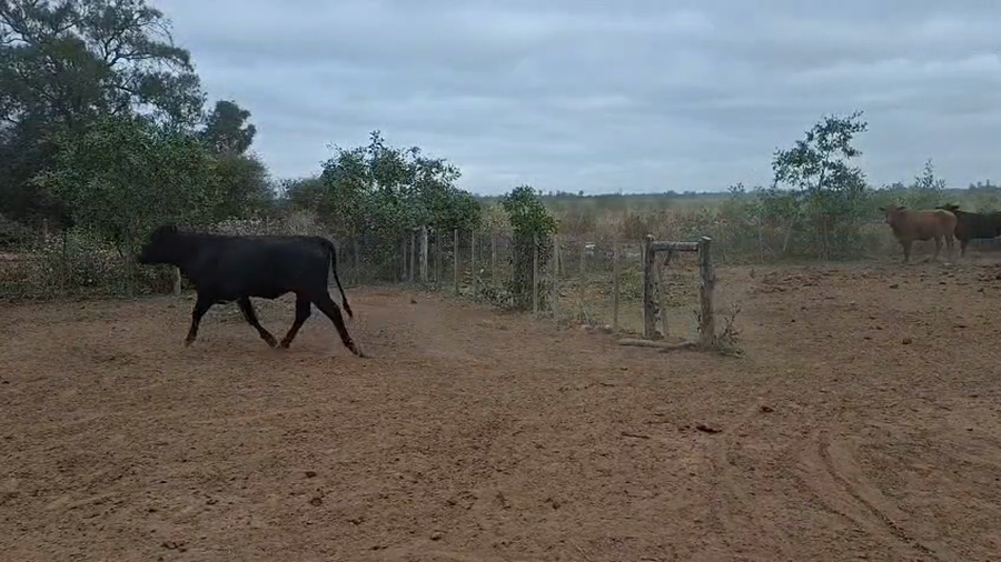 Lote 115 Vacas en Salta, Las Lajitas