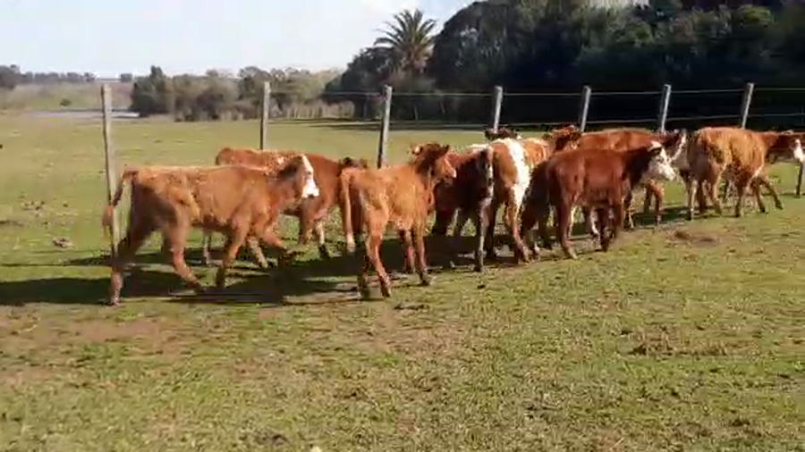 Lote 11 Terneros CRUZAS a remate en PANTALLA CAMY 150kg - , San José