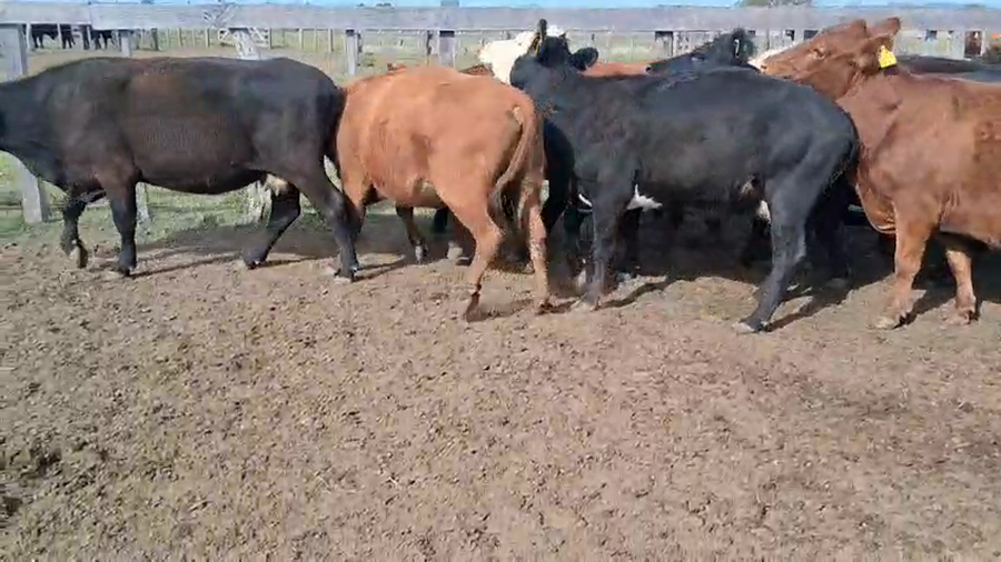 Lote 30 Vacas de invernar