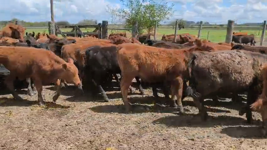 Lote 70 Terneros/as en Entre Ríos, Gualeguay