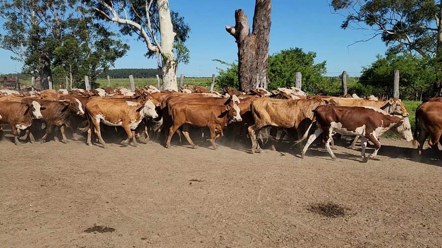 Lote 160 Terneras en Itatí, Corrientes
