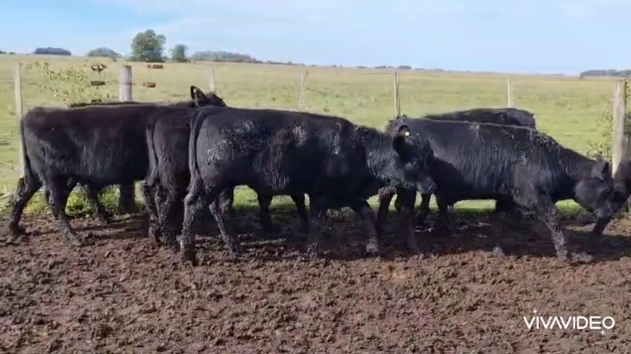Lote 138 Terneros en Magdalena, Buenos Aires