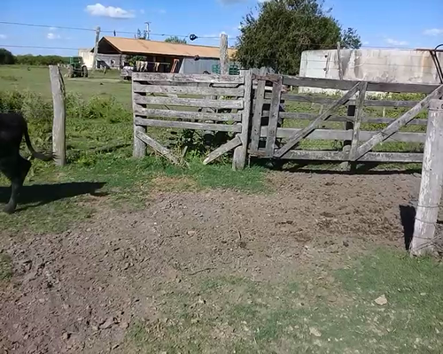 Lote 80 Terneros/as en Federal, Entre Ríos