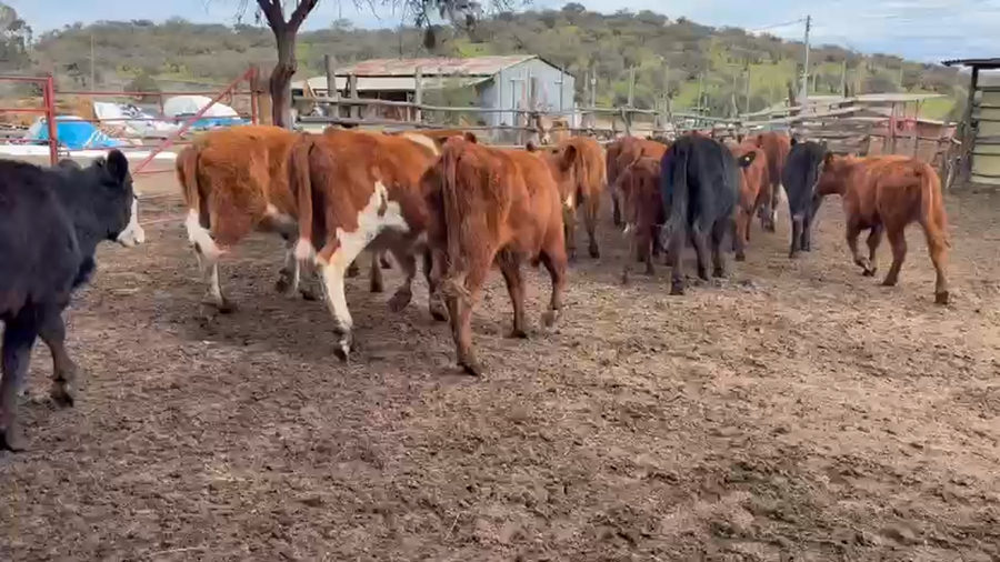 Lote 60 Ternera en Casablanca, V  Región Valparaíso