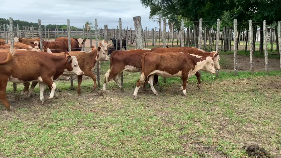 Lote 11 Terneras