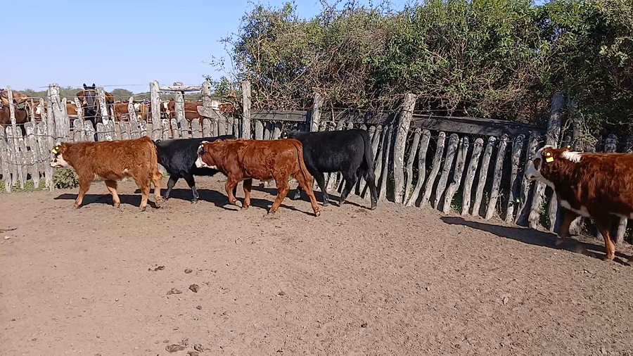 Lote 81 Terneros/as en Corrientes, Curuzu Cuatia