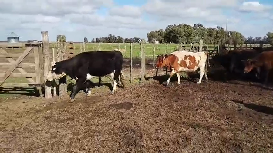 Lote 27 Vacas CUT preñadas en Buenos Aires, Coronel Dorrego