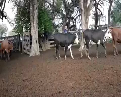 Lote 170 Vaquillonas en Fortín Lugones, Formosa