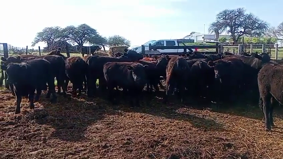 Lote 34 Novillitos y vaquillonas