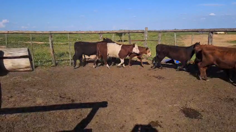 Lote 60 Terneros/as en Buenos Aires, San Pedro