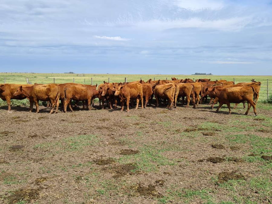 Lote 35 Vaquillonas preñadas en Gral. Lamadrid, Buenos Aires