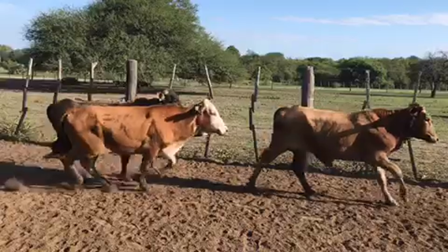 Lote 170 Novillitos en Pto. Eva Perón, Chaco