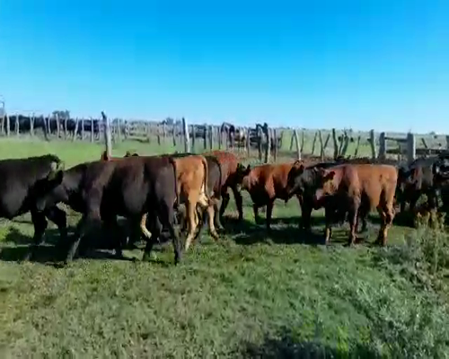 Lote 57 Terneros en Villaguay, Entre Ríos