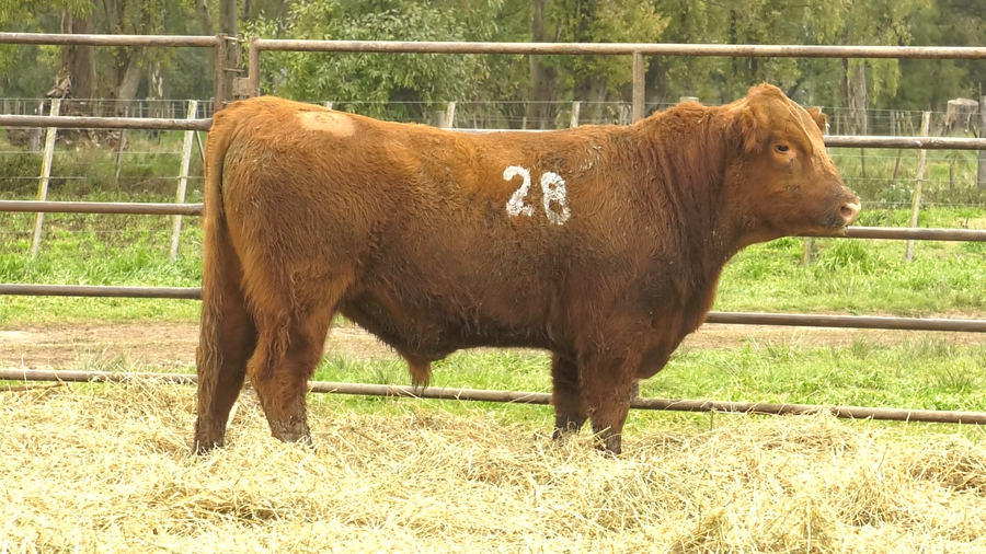 Lote TOROS ANGUS COLORADOS  PC