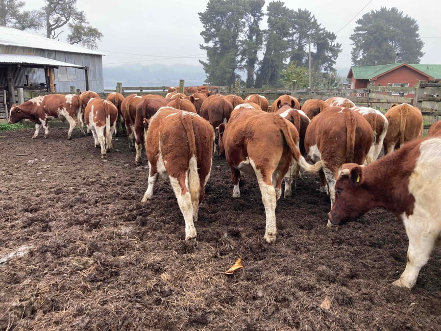 Lote 30 Novillo Engorda en Llanquihue, X Región Los Lagos