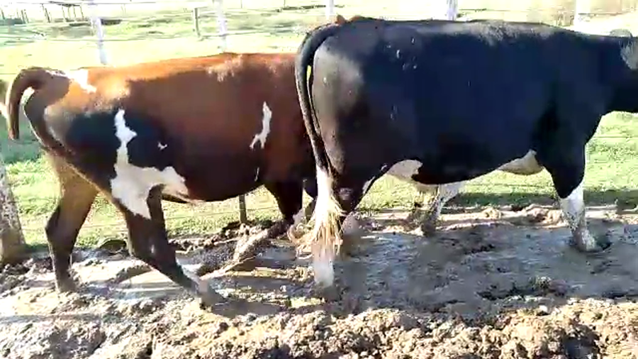 Lote 2 Novillos en Santa Fe, Sunchales