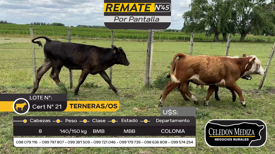 Lote 8 Terneros y Terneras en Tarariras, Colonia