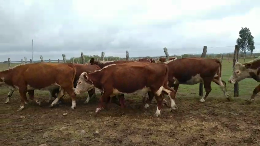 Lote 32 Vacas de invernar en Corrientes, Curuzu Cuatia
