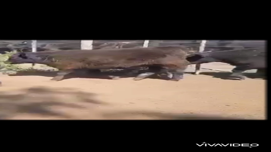 Lote 167 Terneros en Dolores, Buenos Aires