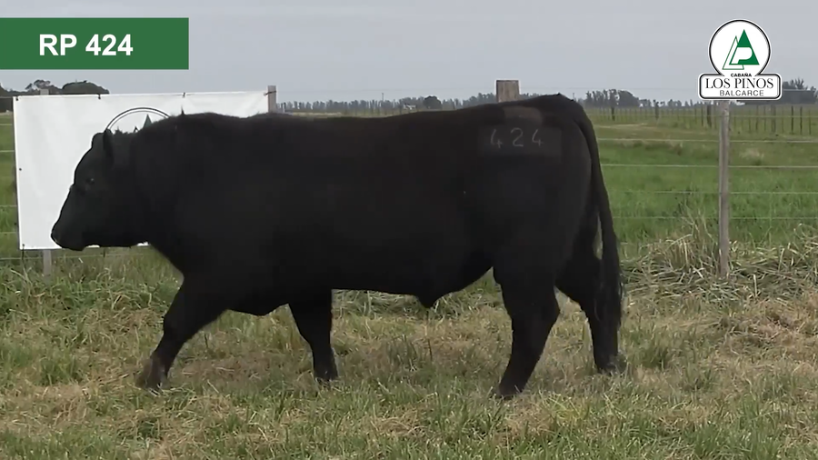 Lote 3 Toros ANGUS a remate en 40º Remate Anual - Cabaña Los Pinos en Balcarce