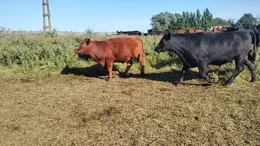 Lote 52 Novillitos en Buenos Aires, Olavarría