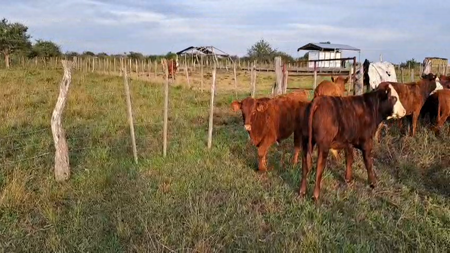 Lote 22 Terneros/as en Corrientes, Curuzu Cuatia