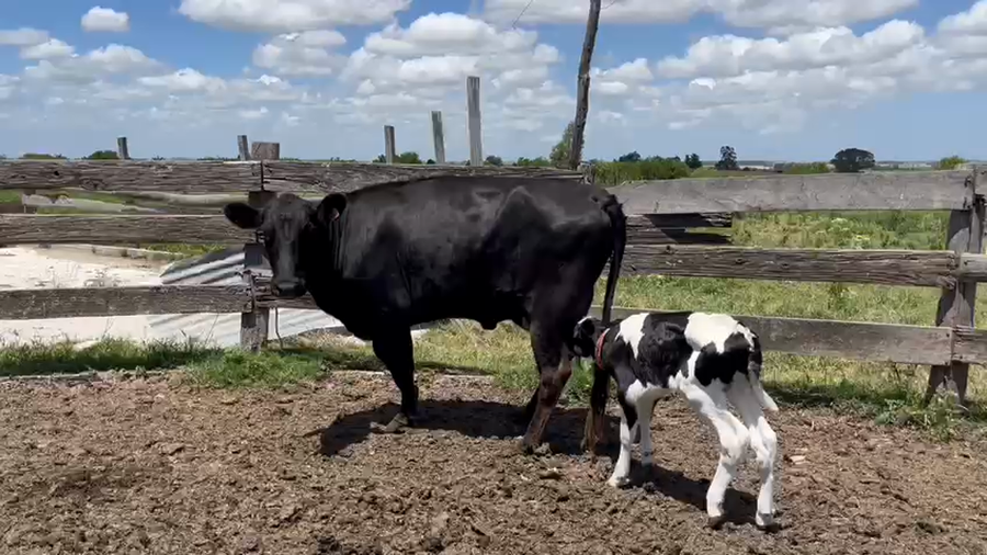 Lote 6 Vaquillonas  a remate en Pantalla Camy, San José