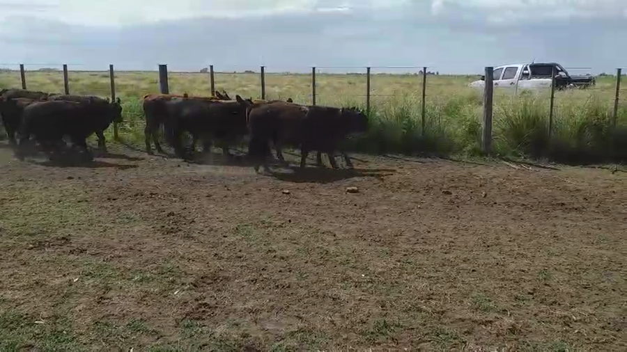 Lote 25 Terneros/as en Tres Arroyos