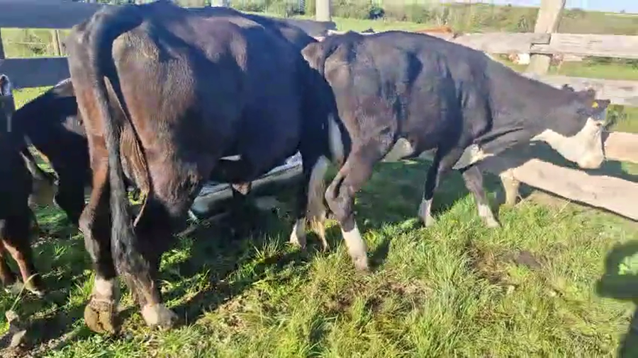 Lote 4 Piezas de cría a remate en Pantalla Camy, San José