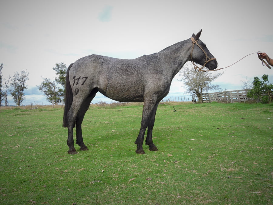 Lote SUENA EL TACUARAL - R.P. 317