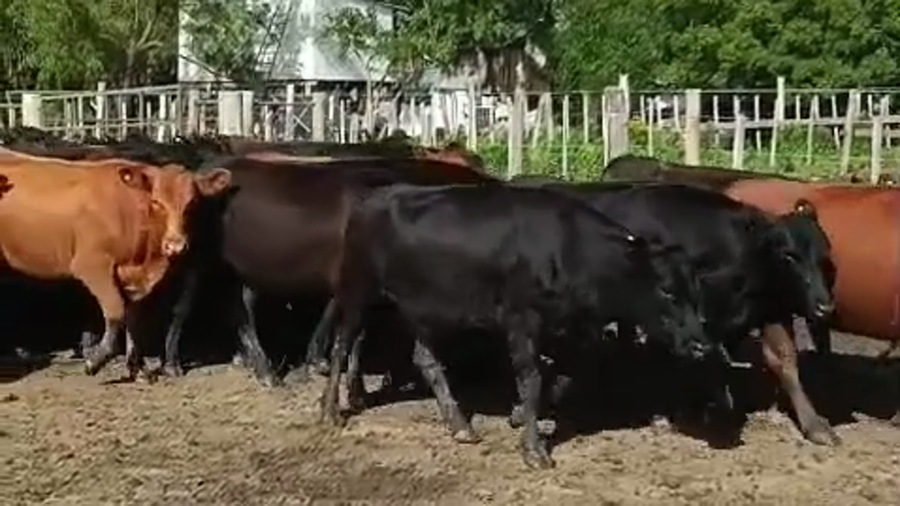 Lote 114 Vaquillonas preñadas en Entre Ríos, Victoria