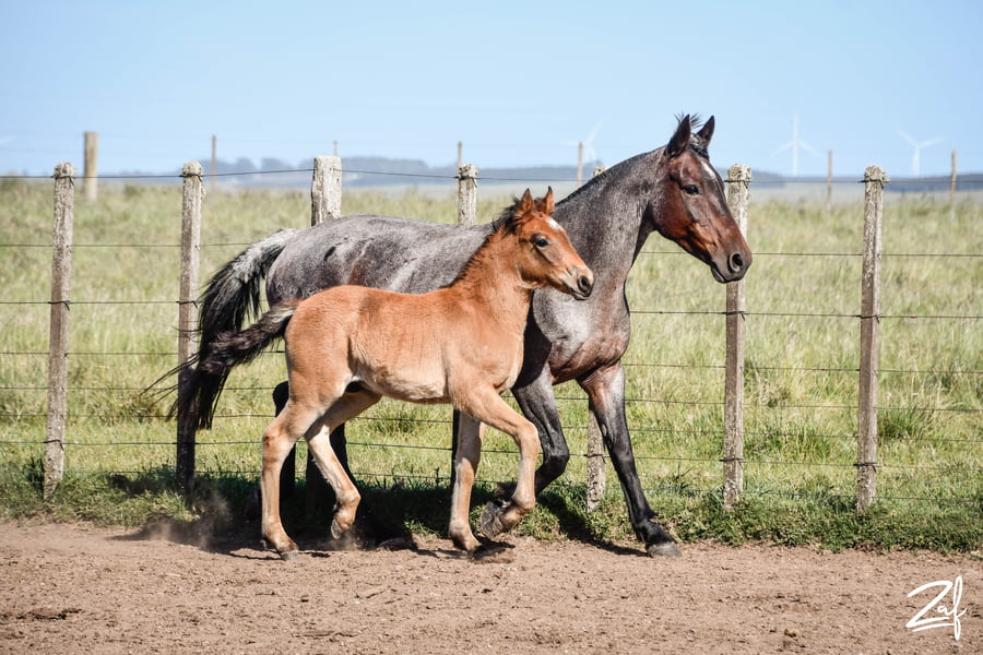 Lote MACUMBA RUMBEADORA