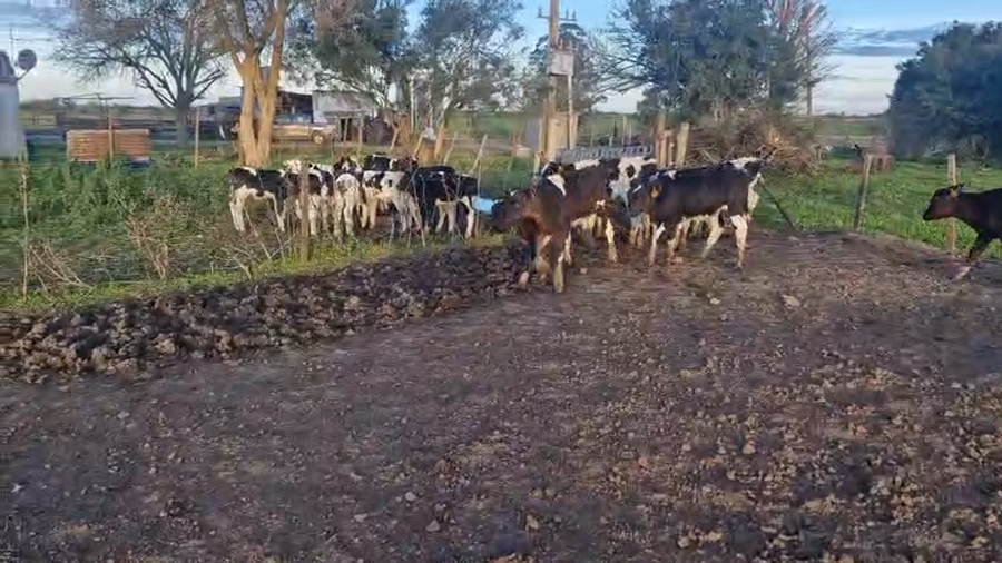 Lote 10 Terneros a remate en Pantalla Camy, San José