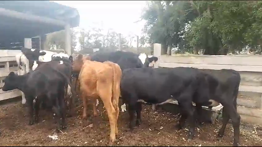 Lote 10 Terneros y Terneras Hol Cr AA a remate en Pantalla Camy en Carreton