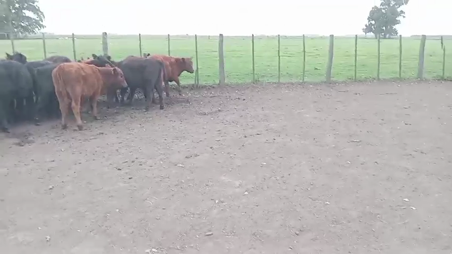 Lote 75 Terneras en Daireaux