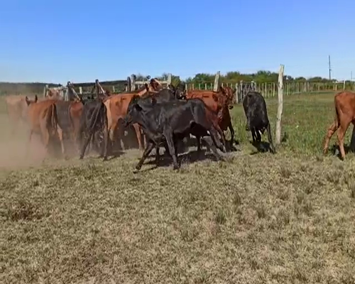 Lote 24 Terneros/as en Concordia, Entre Ríos
