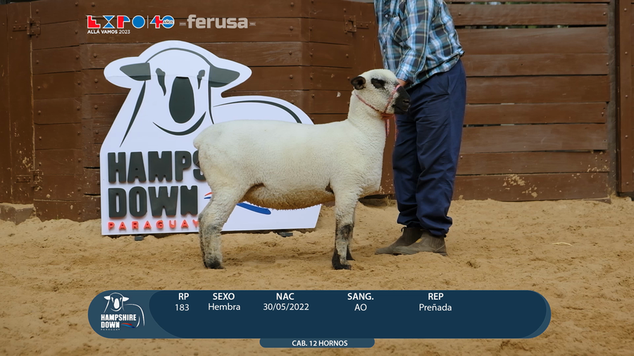 Lote LOTE 75 - BOZAL