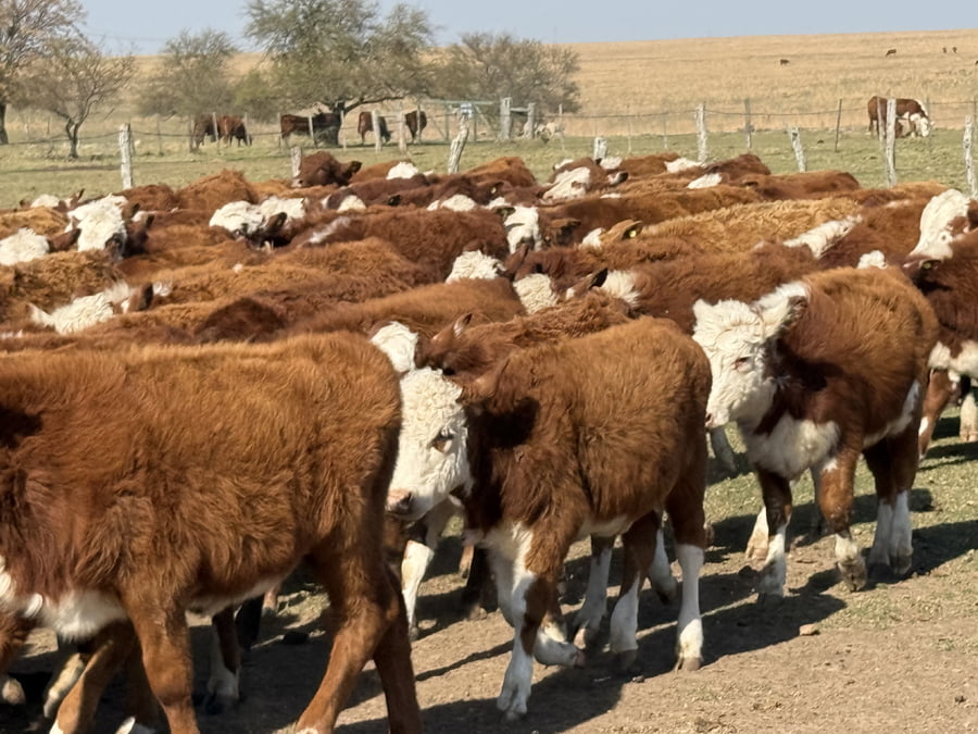 Lote 114 Terneros/as en Corrientes, Mercedes