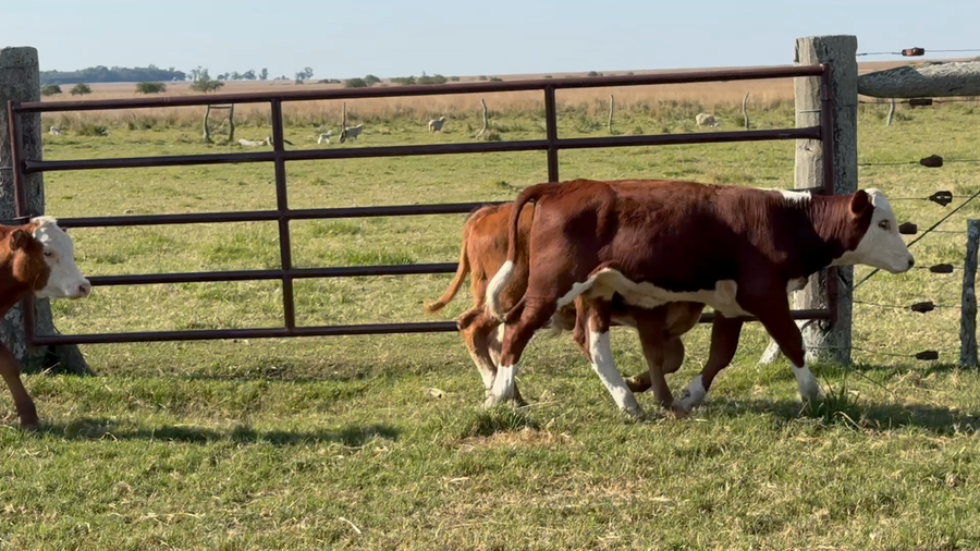 Lote 80 Terneros/as en Corrientes, Mercedes