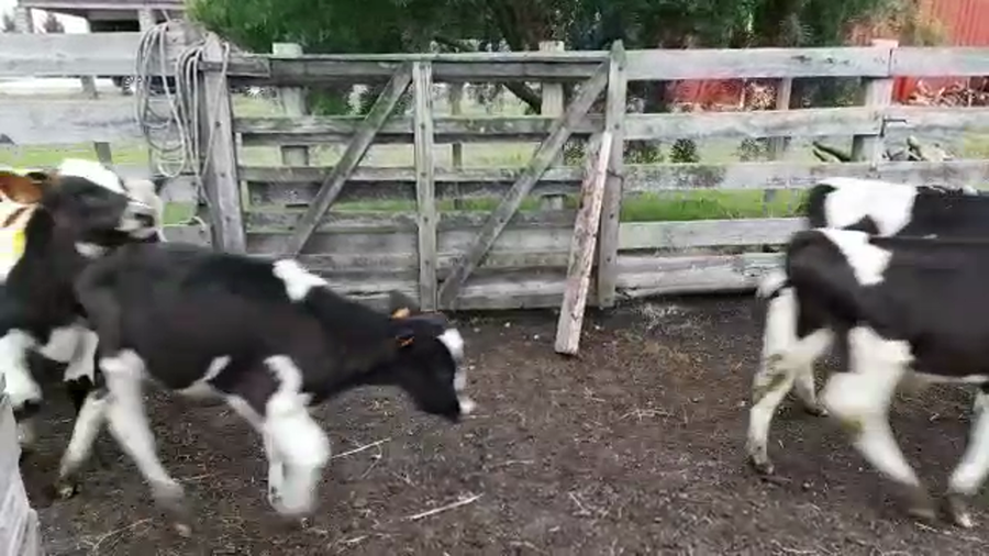 Lote 18 Terneros en San José