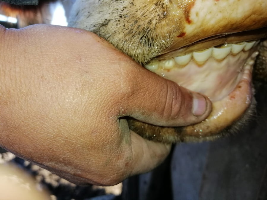 Lote 34 Vacas usadas preñadas en Daireaux, Buenos Aires