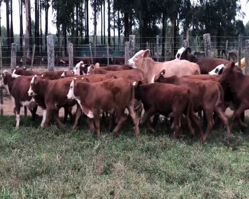 Lote 84 Terneras en Ituzaingó, Corrientes