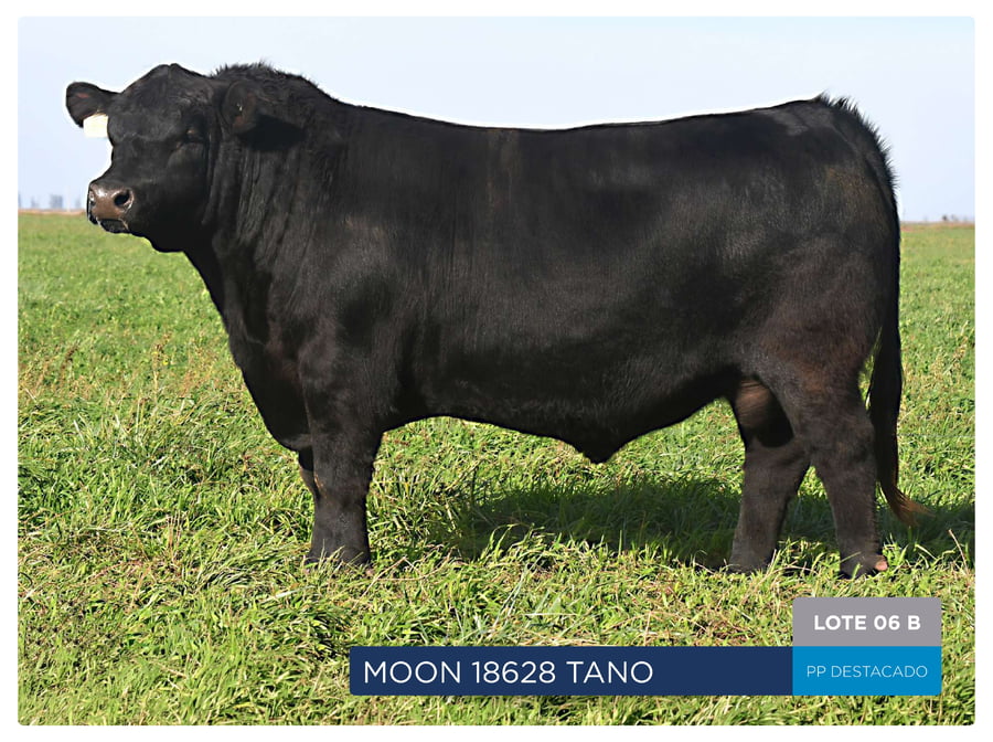 Lote RP 18674 Y 18628 Toro PP