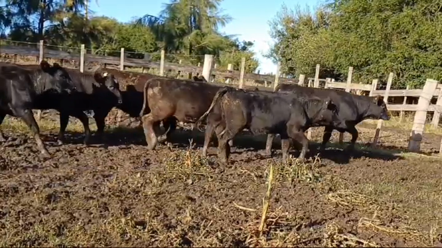 Lote (Vendido)9 Terneras LM/ HO - LI/ HO - AA/ HO a remate en #43 Pantalla Carmelo  220kg -  en CUFRE