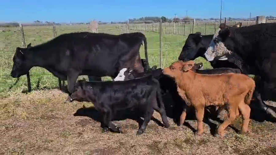 Lote 35 Vacas CUT con cría