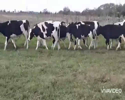 Lote 28 Novillitos en Brandsen, Buenos Aires