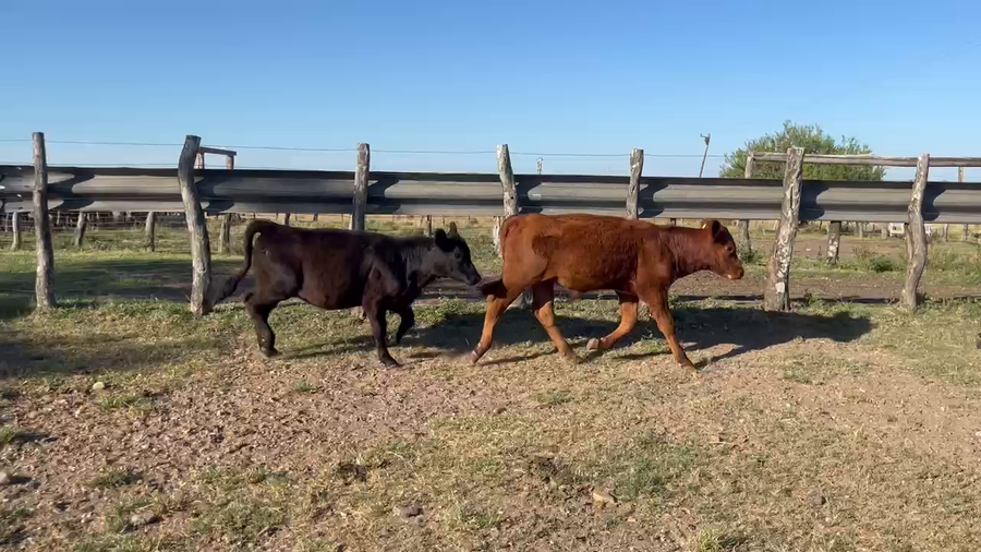 Lote 14 Terneros/as en Corrientes, Monte Caseros