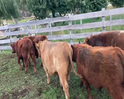 Lote 17 Ternero en Aysén, XI Región Aysén