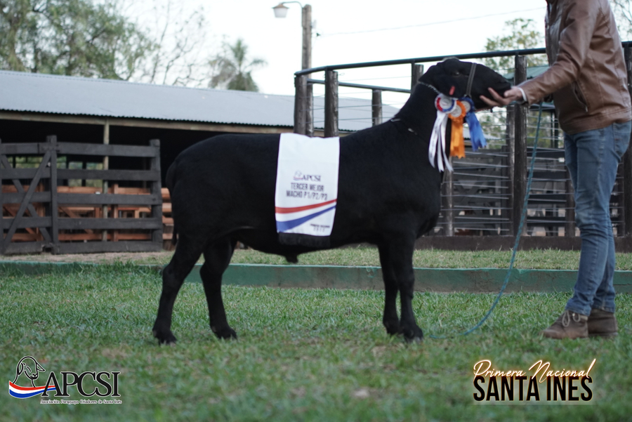 Lote Nacional Santa Inés Bozal - Lote 44